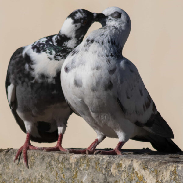 Pigeons